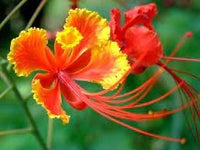 Barbados Flower seeds for Planting Perfect for Borders Heirloom & GMO Free Seeds for Home Garden 
 
 Sale for planting in home garden