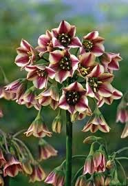 Nectaroscordum Flower seeds for Planting - Fragrant Blossoms, Heirloom & GMO Free Seeds for Home Garden
 
 Sale seeds for planting in home garden