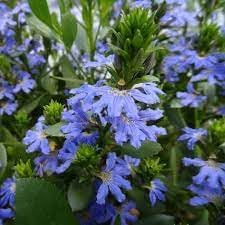 Crassifolia Flower seeds for Planting Hardy Variety Heirloom & GMO Free Seeds for Home Garden 
 
 Sale for planting in home garden