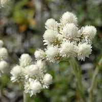 Pussytoes Flower seeds for Planting Hardy Variety Heirloom & GMO Free Seeds for Home Garden 
 
 Sale for planting in home garden
