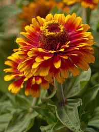 Yellow Pink Zinnia Flower seeds for Planting Easy to Grow Heirloom & GMO Free Seeds for Home Garden