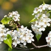 White Calleryana Flower seeds for Planting - Cut Flower Favorite, Heirloom & GMO Free Seeds for Home Garden
 
 Sale for planting in home garden.