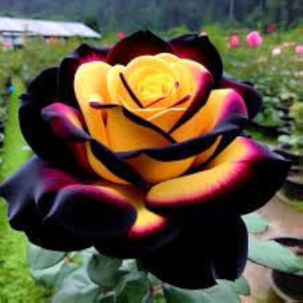 Colorful Rose flowers creating an elegant garden display
