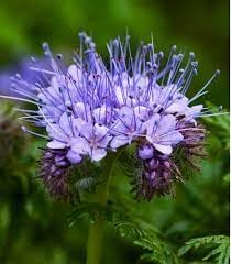 Fiddleneck Flower seeds for Planting - Hardy Variety, Heirloom & GMO Free Seeds for Home Garden
 
 Sale seeds for planting in home garden