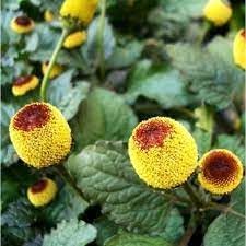 Acmella Flower seeds for Planting - Cut Flower Favorite, Heirloom & GMO Free Seeds for Home Garden
 
 Sale for planting in home garden