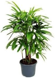Rhapis Flower seeds for Planting Premium Quality Heirloom & GMO Free Seeds for Home Garden 
 
 Sale for planting in home garden