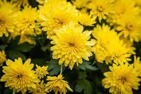 Mums Flower seeds for Planting Perfect for Borders Heirloom & GMO Free Seeds for Home Garden 
 
 Sale for planting in home garden