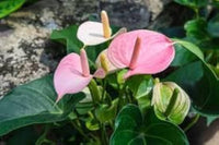 Pink Anthurium Linden Flower Seeds for Planting Compact Growth Heirloom & GMO Free Seeds for Home Garden
 
 Sale