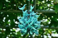 Jadewein Flower seeds for Planting - Cut Flower Favorite, Heirloom & GMO Free Seeds for Home Garden
 
 Sale seeds for planting in home garden