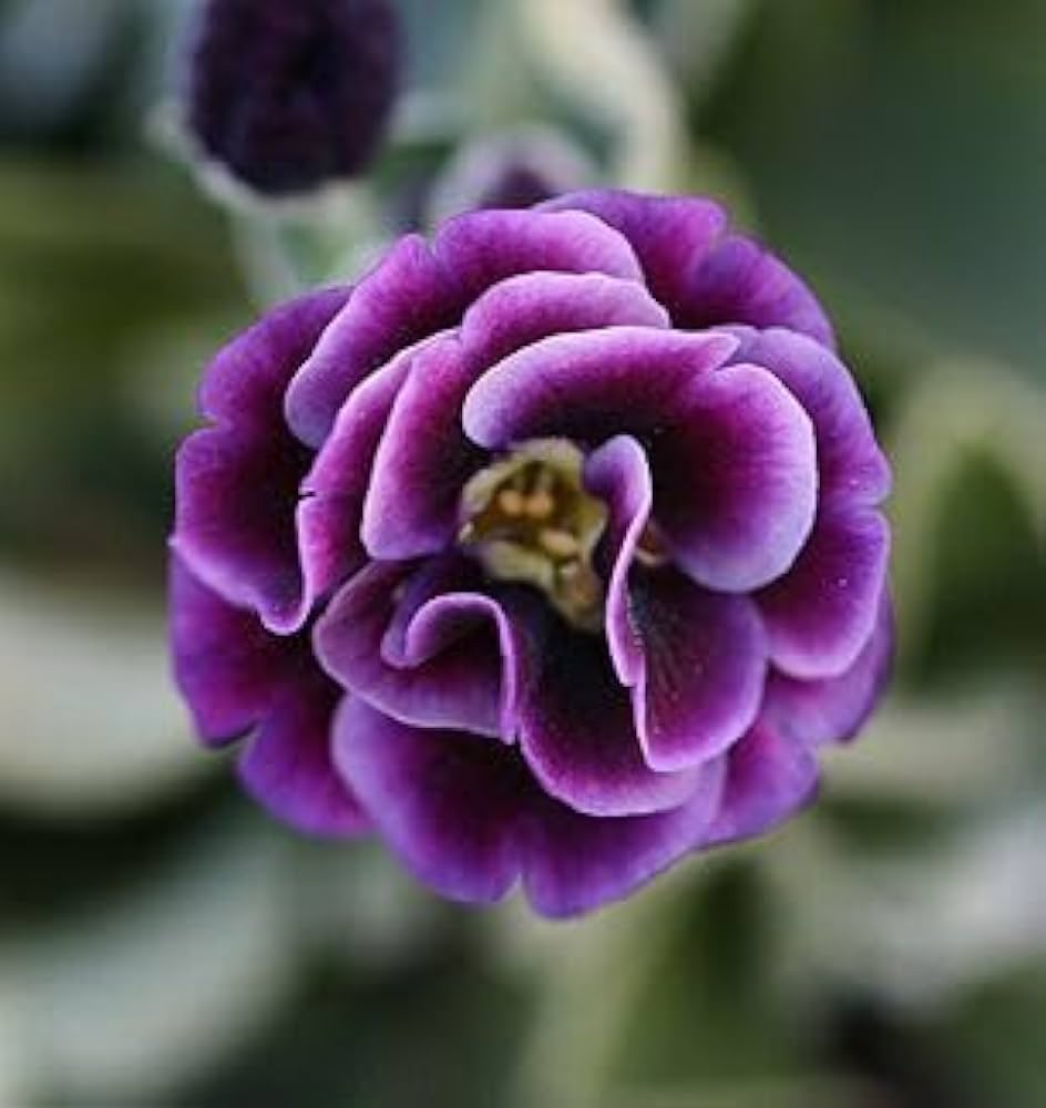 Red Purple Primrose Flower Seeds for Planting  Seeds for Vibrant Garden Blooms, Perfect for Adding Colorful Charm