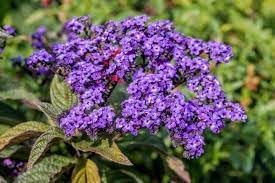 Heliotrope Flower seeds for Planting - Wildflower Mix, Heirloom & GMO Free Seeds for Home Garden
 
 Sale seeds for planting in home garden