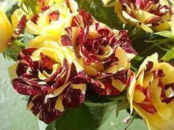 Maroon Yellow Rose Flower seeds for Planting Sun Loving Heirloom & GMO Free Seeds for Home Garden