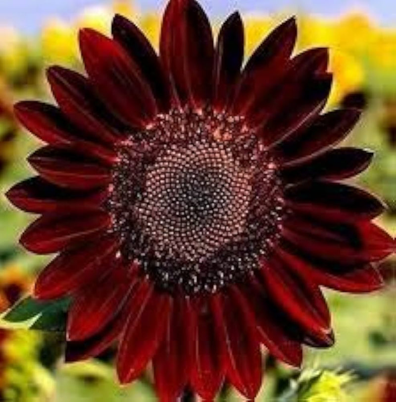 Dark Red Sunflower Seeds for Planting, Heirloom Non-GMO, High Germination Organic Garden Seeds