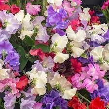 Odoratus Flower seeds for Planting - Drought Tolerant, Heirloom & GMO Free Seeds for Home Garden
 
 Sale seeds for planting in home garden