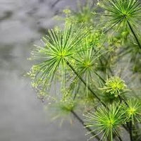 Papyrus Flower seeds for Planting Long Bloom Season Heirloom & GMO Free Seeds for Home Garden 
 
 Sale for planting in home garden