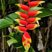 Heliconia Flower seeds for Planting - Cottage Garden Essential, Heirloom & GMO Free Seeds for Home Garden
 
 Sale seeds for planting in home garden