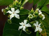 Voacanga Flower seeds for Planting - Fragrant Blossoms, Heirloom & GMO Free Seeds for Home Garden
 
 Sale seeds for home garden