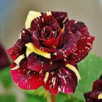 Red Yellow MultiColor Rose for Planting NonGMO Heirloom Garden Seeds Hardy Variety 
 
 Sale