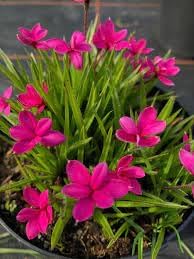 Rhodohypoxis Flower seeds for Planting - Hardy Variety, Heirloom & GMO Free Seeds for Home Garden
 
 Sale seeds for home garden