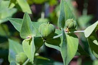 Lathyris Flower seeds for Planting - Compact Growth, Heirloom & GMO Free Seeds for Home Garden
 
 Sale for planting in home garden