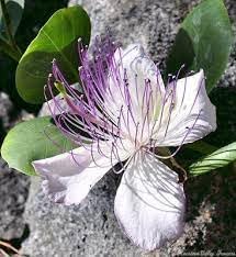 Capers Flower seeds for Planting Perfect for Borders Heirloom & GMO Free Seeds for Home Garden 
 
 Sale for planting in home garden