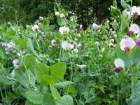 Pisum Sativum Flower seeds for Planting - Low Maintenance, Heirloom & GMO Free Seeds for Home Garden
 
 Sale seeds for planting in home garden