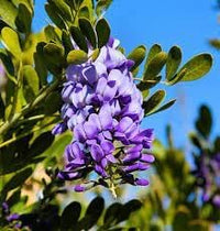 Mescal Flower seeds for Planting Easy to Grow Heirloom & GMO Free Seeds for Home Garden 
 
 Sale for planting in home garden