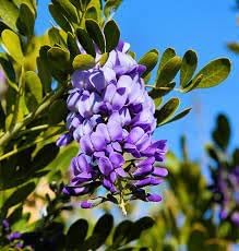 Mescal Flower seeds for Planting Easy to Grow Heirloom & GMO Free Seeds for Home Garden 
 
 Sale for planting in home garden