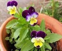 Heirloom Johnny Jump Up Flower seeds for Planting Cut Flower Favorite Heirloom & GMO Free Seeds for Home Garden 
 
 Sale for planting in home garden