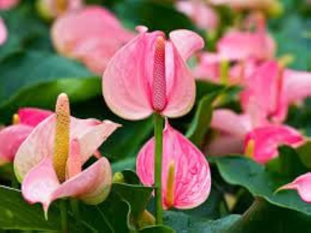 Pink Anthurium Linden Flower Seeds for Planting Compact Growth Heirloom & GMO Free Seeds for Home Garden
 
 Sale