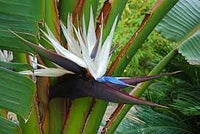 Strelitzia Flower seeds for Planting Colorful Display Heirloom & GMO Free Seeds for Home Garden 
 
 Sale for planting in home garden