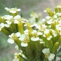 Huacatay Flower seeds for Planting - Compact Growth, Heirloom & GMO Free Seeds for Home Garden
 
 Sale seeds for home garden