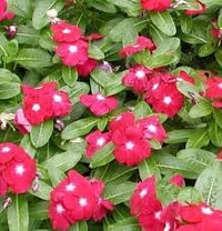 Linda Flower seeds for Planting Sun Loving Heirloom & GMO Free Seeds for Home Garden 
 
 Sale for planting in home garden