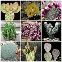 Samen Kakteen Flower seeds for Planting Sun Loving Heirloom & GMO Free Seeds for Home Garden 
 
 Sale for planting in home garden