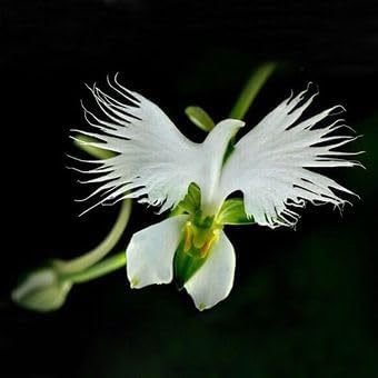 Japonesa Garza Flores Flower seeds for Planting - Vibrant Colors, Heirloom & GMO Free Seeds for Home Garden
 
 Sale for planting in home garden