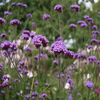 Vervain Flower seeds for Planting Hardy Variety Heirloom & GMO Free Seeds for Home Garden 
 
 Sale for planting in home garden