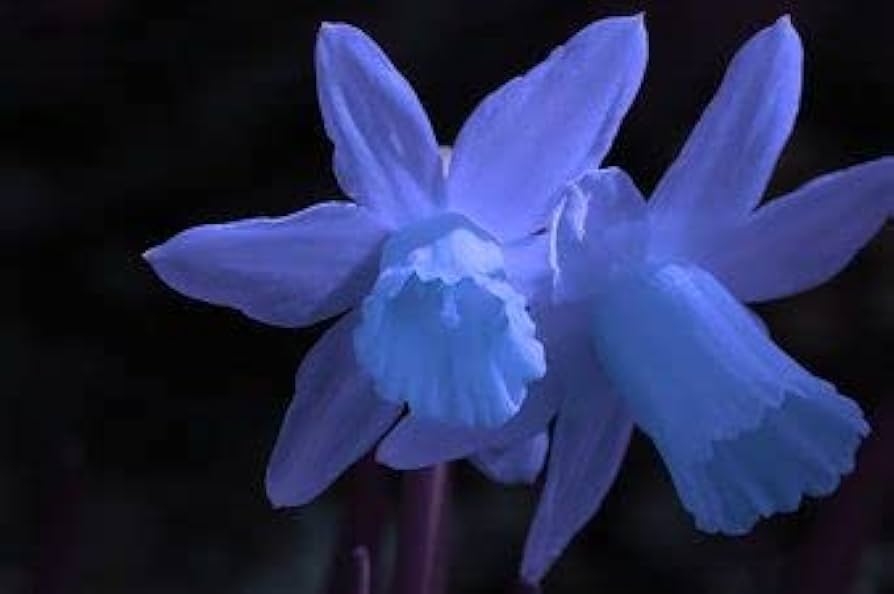 Blue Daffodil Flower seeds for Planting Vibrant Colors Heirloom & GMO Free Seeds for Home Garden