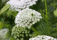 Bishop's Flower seeds for Planting Long Bloom Season Heirloom & GMO Free Seeds for Home Garden 
 
 Sale for planting in home garden