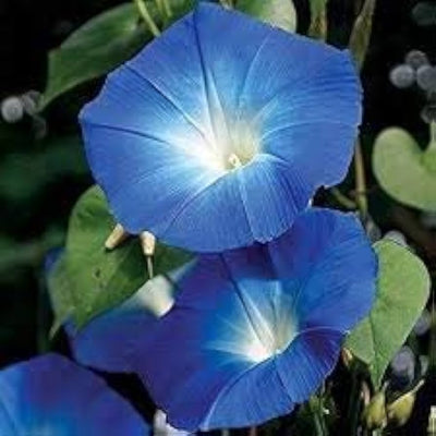 100 Pcs