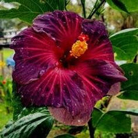 Marron Hibiscus Flower seeds for Planting Long Bloom Season Heirloom & GMO Free Seeds for Home Garden