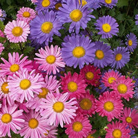 Rainbow Aster Flower Seeds – Colorful Mixed Blooms for Garden Planting