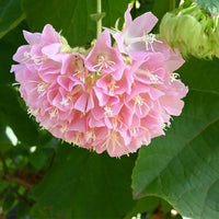 Dombeya Flower seeds for Planting - Seasonal Bloomer, Heirloom & GMO Free Seeds for Home Garden
