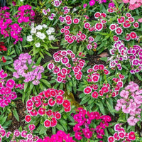 Dianthus Flower seeds for Planting Colorful Display Heirloom & GMO Free Seeds for Home Garden