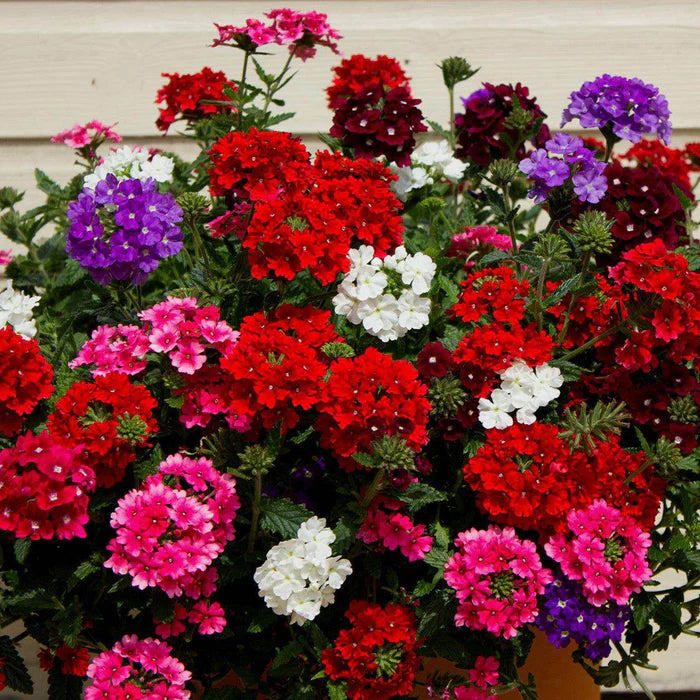 Mixed-Color Verbena Flower Seeds for Planting