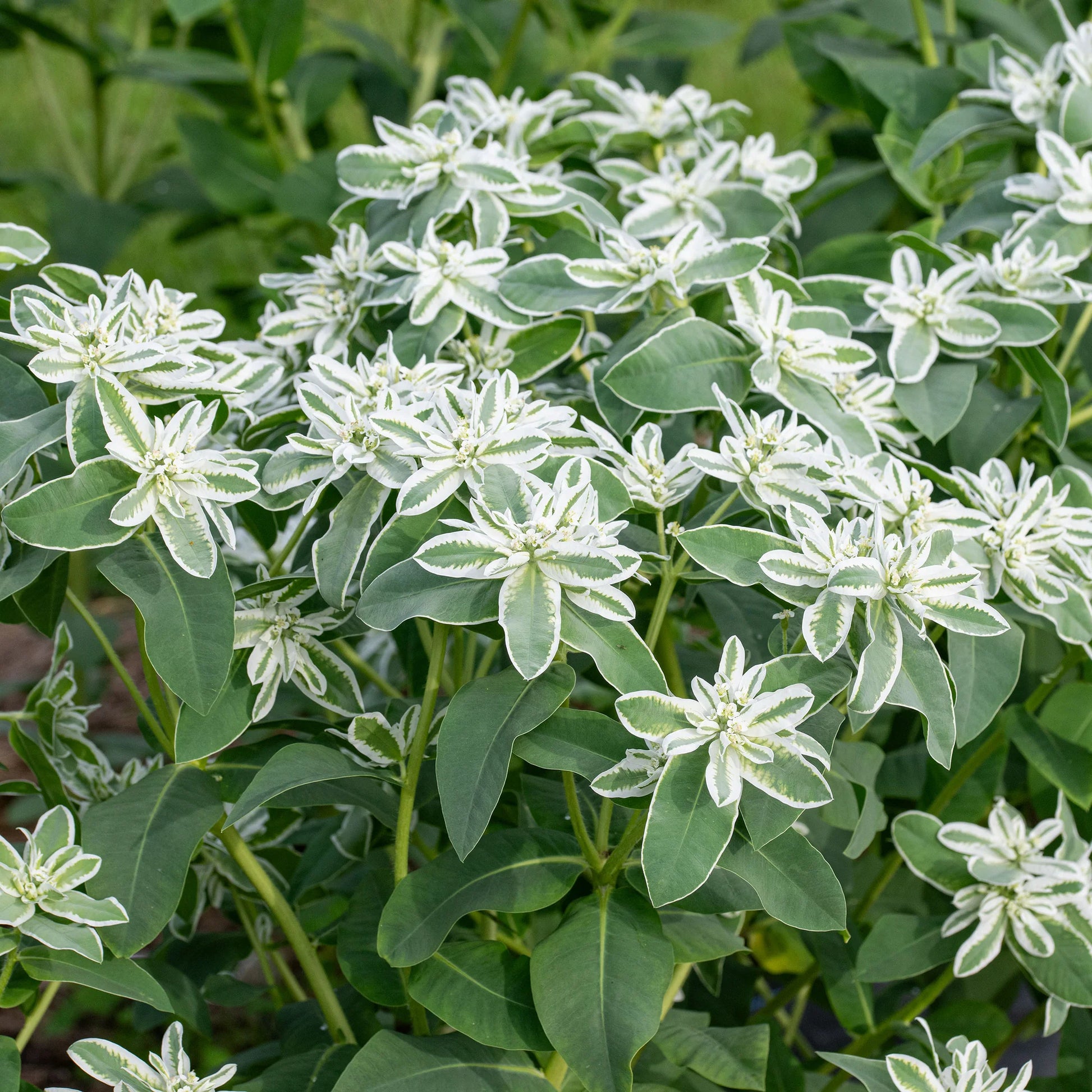 Green Snow on the Mountain Flower seeds for Planting - Long Bloom Season, Heirloom & GMO Free Seeds for Home Garden