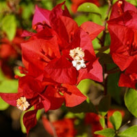 Maroon Bougainvillea Flower seeds for Planting Perfect for Borders Heirloom & GMO Free Seeds for Home Garden 
 
 Sale