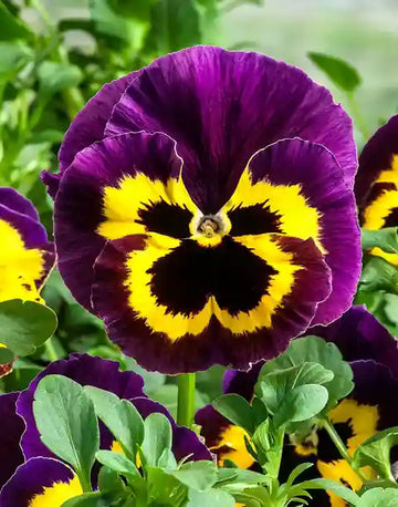 Yellow Pansy Flower Seeds for Planting Vibrant Colors Heirloom & GMO Free Seeds for Home Garden
 
 Sale