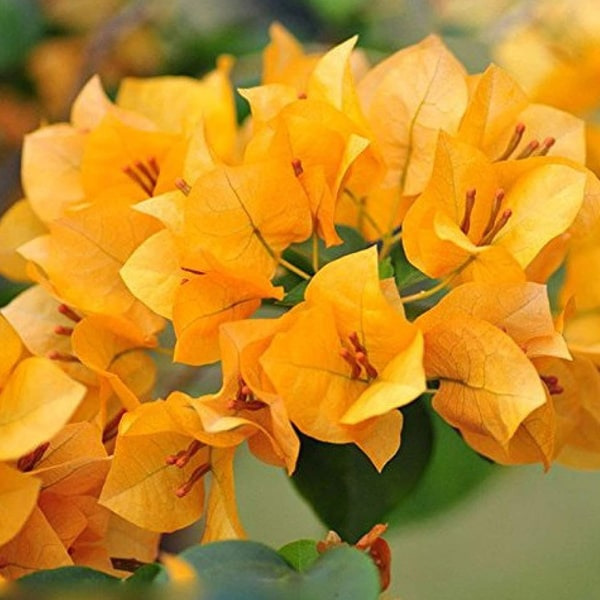 Dark Yellow Violet Bougainvillea Flower Seeds for Planting Pollinator Friendly Heirloom & GMO Free Seeds for Home Garden
 
 Sale