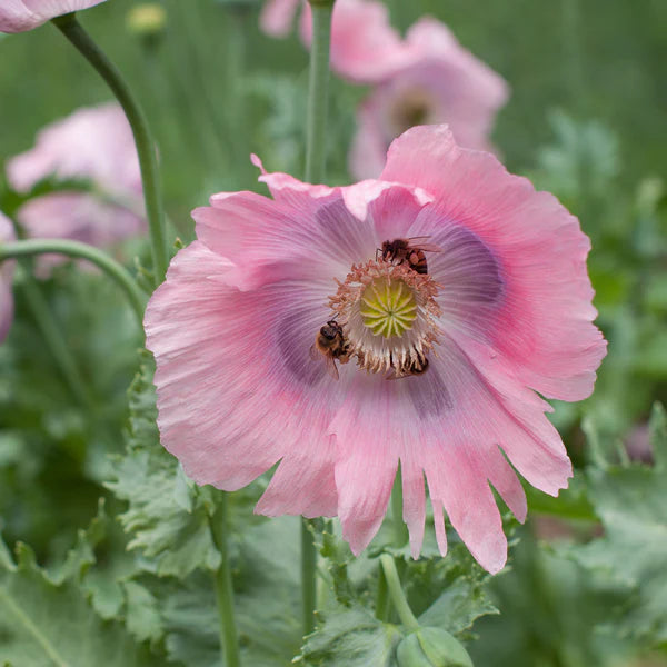 Somniferum Flower Seeds for Planting Seeds for Lush and Elegant Blooms in Your Garden.