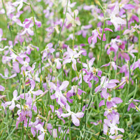 Purple Mixed EveningScented Flower Seeds for Planting Low Maintenance Heirloom & GMO Free Seeds for Home Garden
 
 Sale